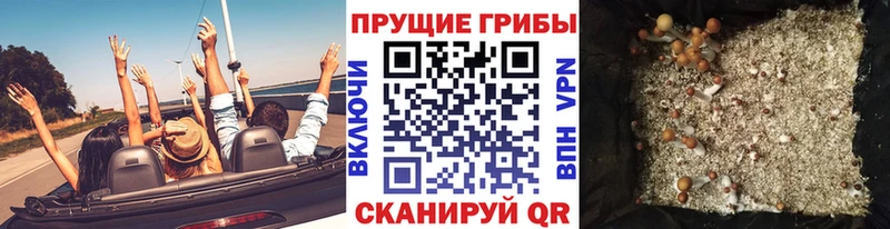 ссылка на мегу   Красный Сулин  Галлюциногенные грибы GOLDEN TEACHER 